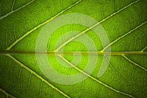 Green leaf veins macro background texture