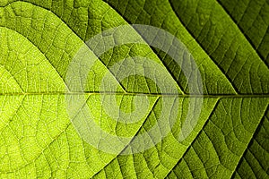 Green leaf veins macro