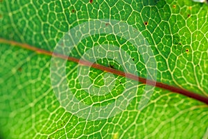 Green leaf veins macro, selective focus nature background