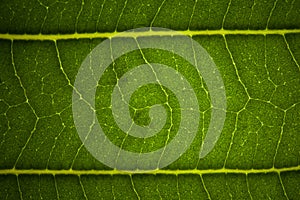 Green leaf veins pattern macro
