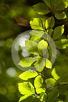 Green leaf veins texture