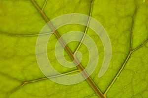 Green leaf veins texture background