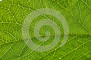 Green leaf veins texture background