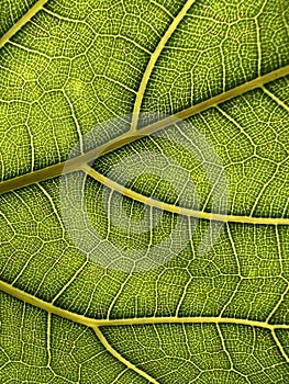 Green leaf veins texture for background usage