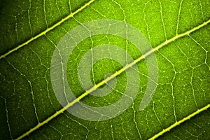 Green leaf veins texture macro