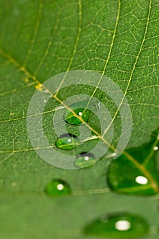 Green leaf with veins and water droplets close up macro top view