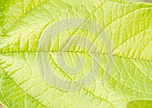 Green leaf of viburnum in garden, texture,botany,