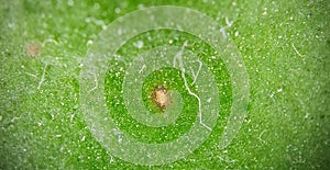 green leaf view in a microscope