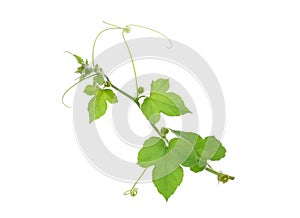 Green leaf of vine plants isolate on white