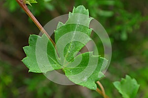 Green Leaf on a Vine