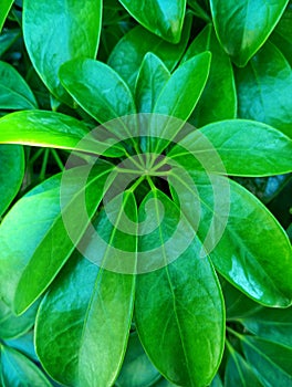 Green leaf walisongo