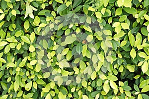 Green leaf wall