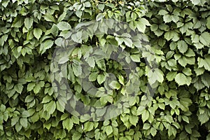 Green leaf wall