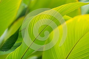 Green leaf wall and background