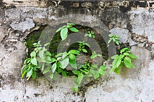 Green leaf on wall with moss plant