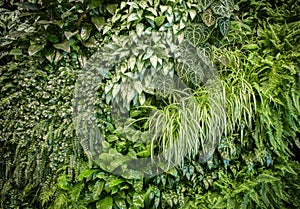 Green leaf wall