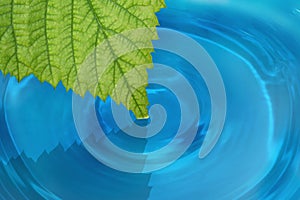 Green leaf in the water