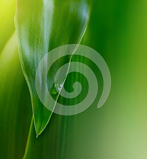 Green leaf with water drop