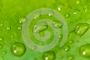 Green leaf with water drop