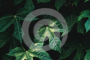 Green leaf with water drop Chaya leaf