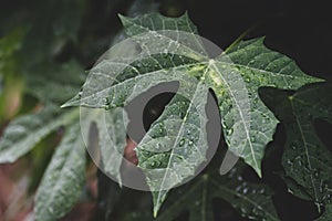 Green leaf with water drop Chaya leaf