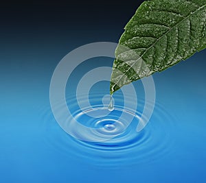 Green leaf with water drop falling.