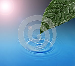 Green leaf with water drop falling