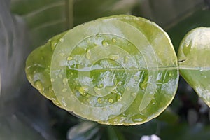 Green Leaf water drop fresh