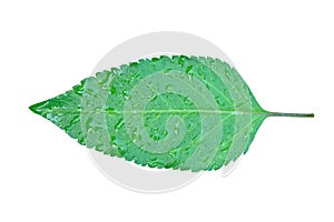 Green leaf with water drop. photo