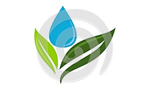 Green leaf and water drop