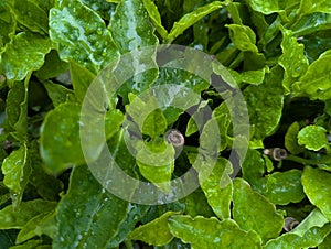 Green leaf with water drop, natute lovers