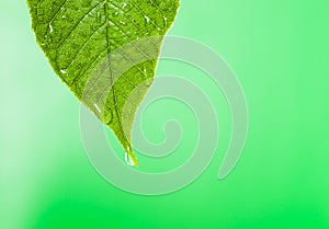 Green leaf with water droplet