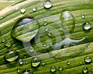 Green Leaf with Water Droplets