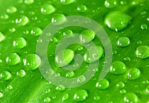 Green leaf with water droplets