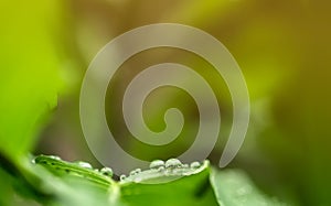 Green leaf with water droplets in the nature ,Closeup