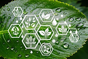 Green leaf with water droplets overlaying ecological symbols on white hexagons, promoting sustainability