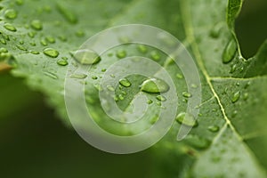 Green Leaf with Water Droplets