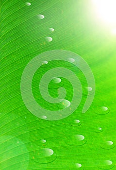 Green leaf with water drops