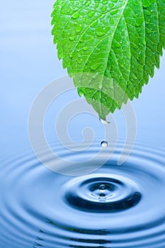 Green leaf water drops