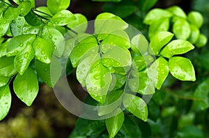 Green leaf with water drops