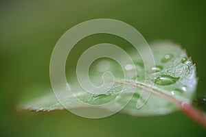 Green leaf with water drops.