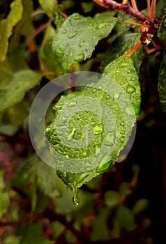 Green leaf with water drops