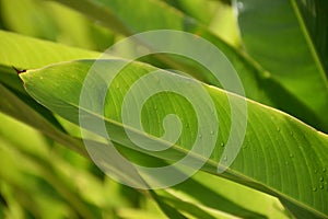 Green leaf with water drops