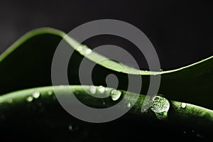 Green leaf with water drops as environmental background, nature