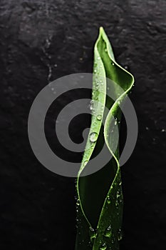 Green leaf with water drops as environmental background, nature