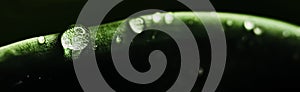 Green leaf with water drops as environmental background, nature