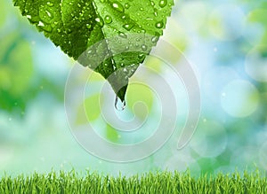 Green Leaf with Water drops on background with