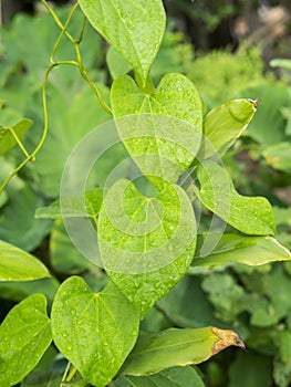 Green leaf with water drops for background.