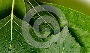 Green leaf with water drops background