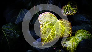 Green leaf with water drops for background